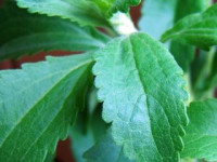 stevia