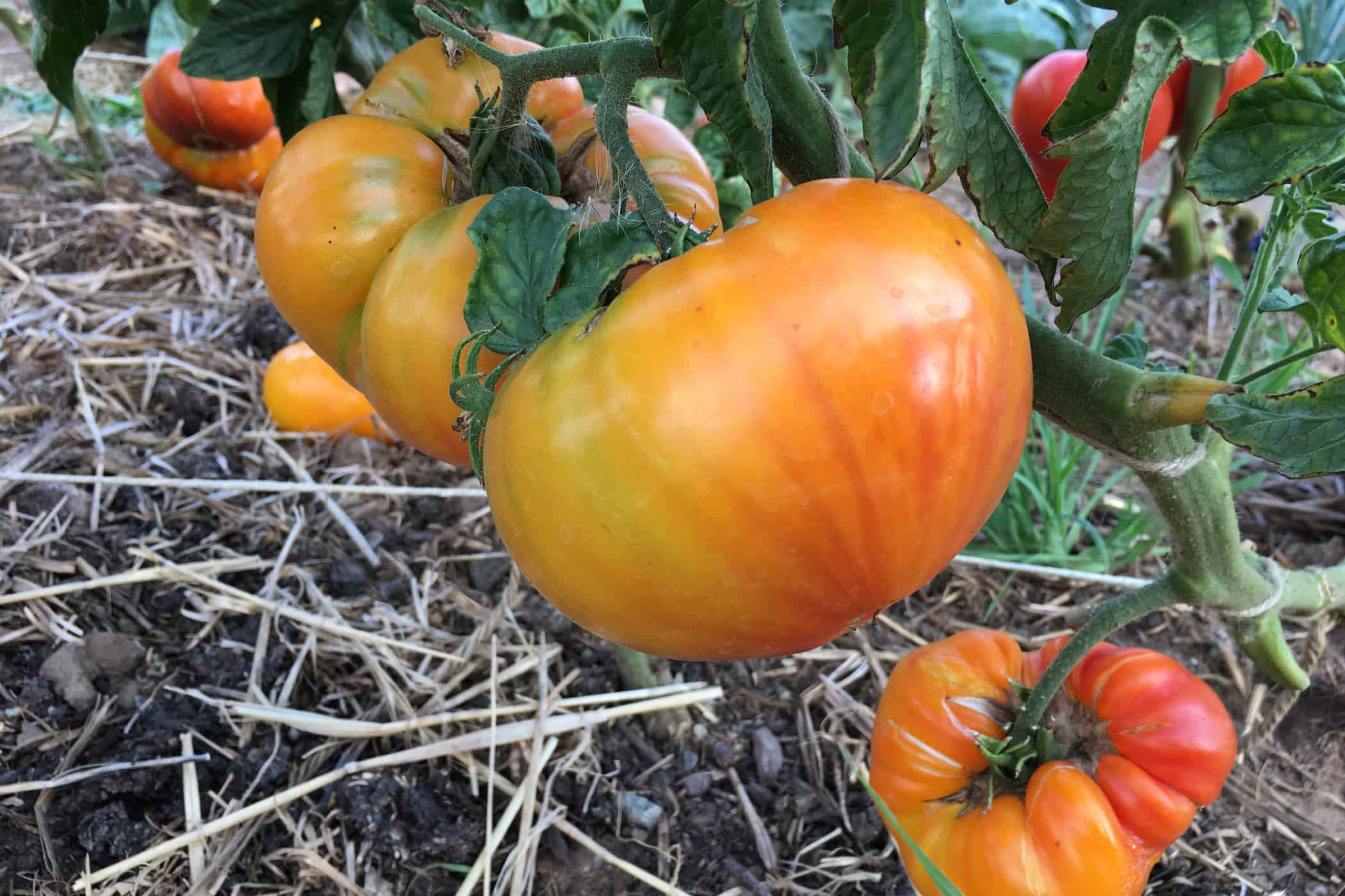 tomaten - interviews-portraits, gastronomie, food-nomyblog Dustin Dankelmann: „Was wir in unserem Garten anbauen, gibt es in keinem Supermarkt und bei keinem Lieferanten zu kaufen“