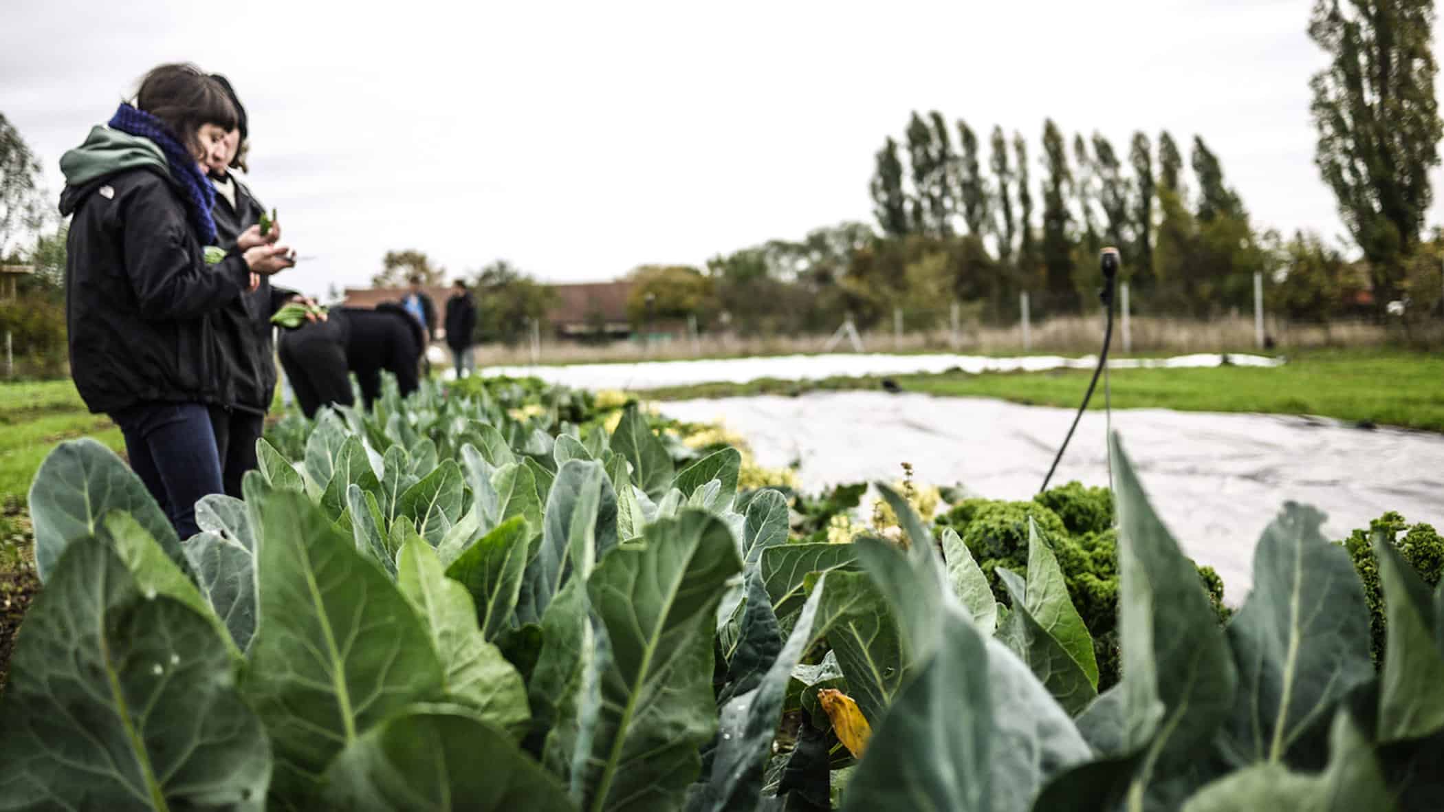 tinyfarms1 - food-nomyblog Tobias Leiber und Jacob Fels: „Unser Ziel sind 1.000 Tiny Farms bis 2030“