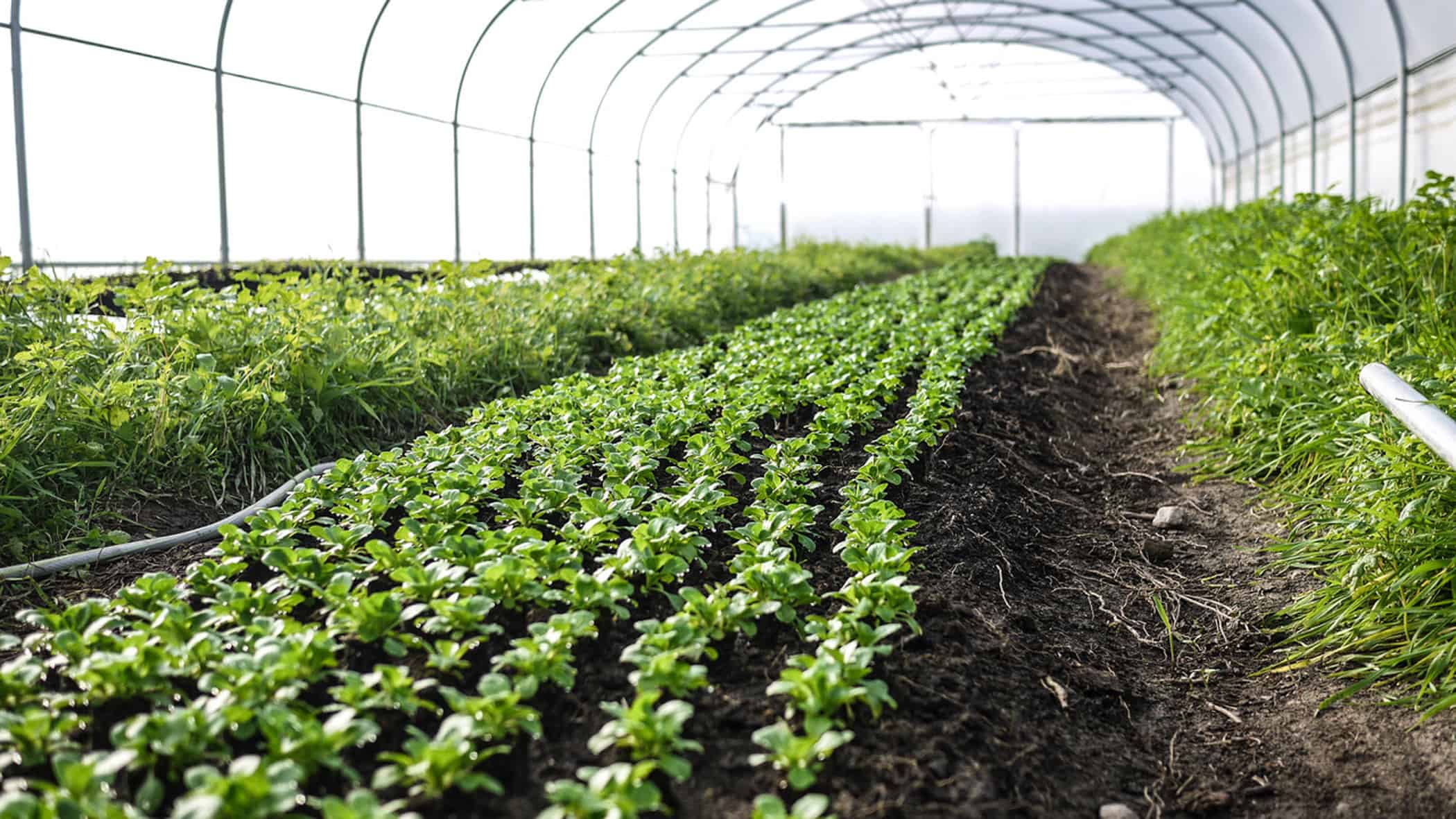 tinyfarms2 - food-nomyblog Tobias Leiber und Jacob Fels: „Unser Ziel sind 1.000 Tiny Farms bis 2030“