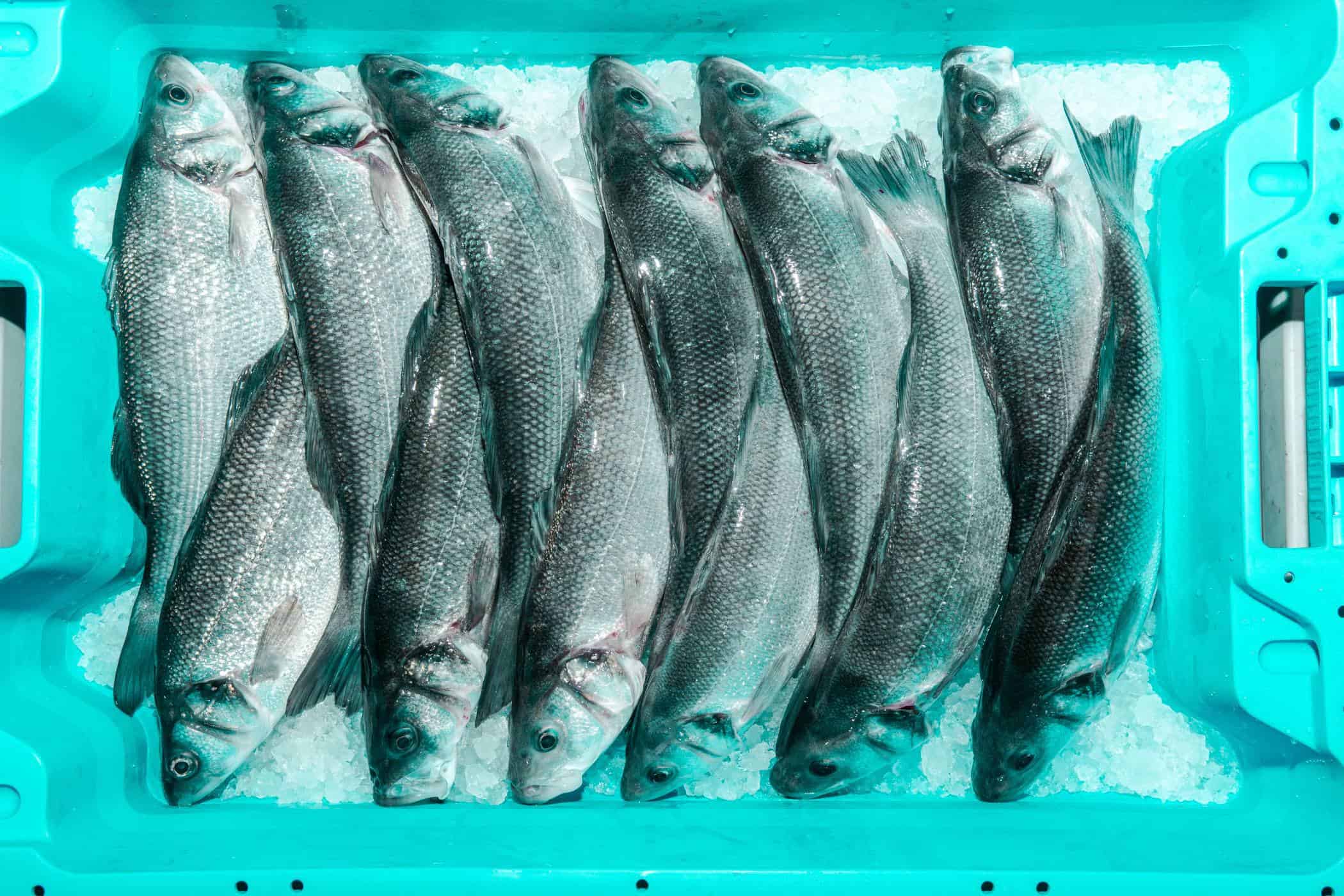 SEAWATER Wolfsbarsche - gastronomie, food-nomyblog Seawater Cubes: Fisch vom Land für die Gastronomie