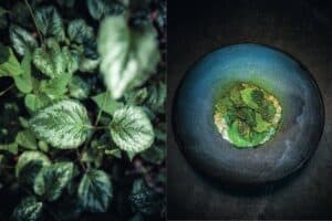 Goldnessel 0534 300x200 - Goldnessel-0534