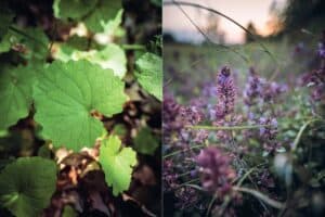 Knoblauchsrauke 0474 300x200 - Knoblauchsrauke-0474