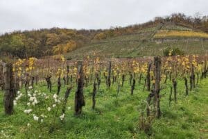 PXL 20221117 111108233 300x200 - PXL_20221117_111108233