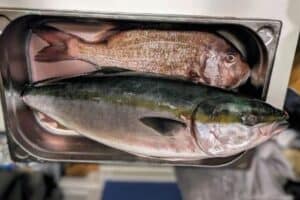 fisch aus japan 300x200 - fisch aus japan