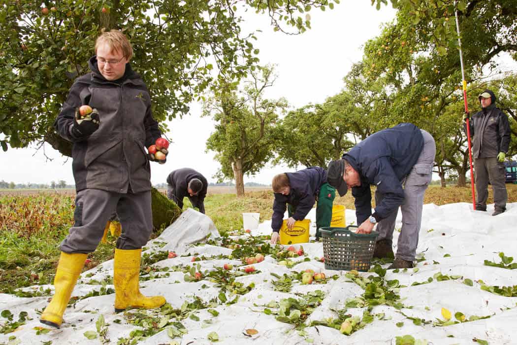 Das Geld hängt an den Bäumen - wein, getraenke, alkoholfreie-getraenke Saft, Schorle und Cider aus traditionellen Apfelsorten: Zu Besuch auf den Streuobstwiesen von Ostmost