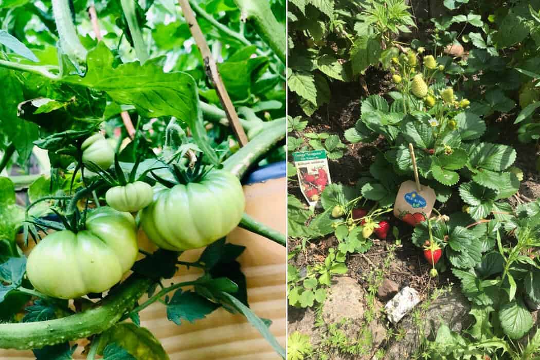 Ricarda Farnbacher Garten 2 - interviews-portraits, gastronomie, food-nomyblog, events, catering Event-Catering mit Erzeugnissen aus eigenem Anbau: Besuch im „Garten Eden“ von Ricarda Farnbacher