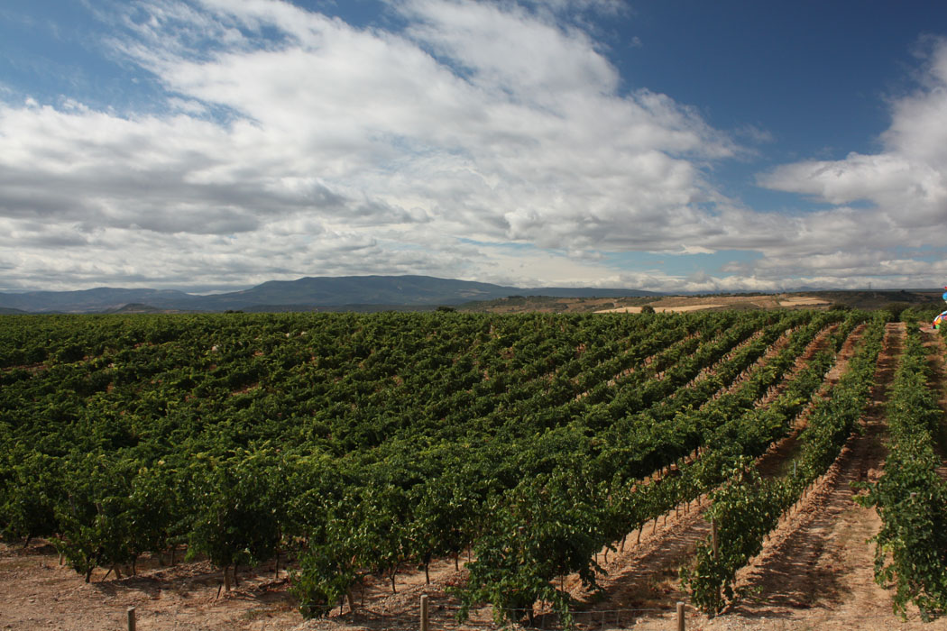 campo viejo weinberg - wein, getraenke Einblicke ins Wein-Business: Zu Besuch bei Campo Viejo in La Rioja