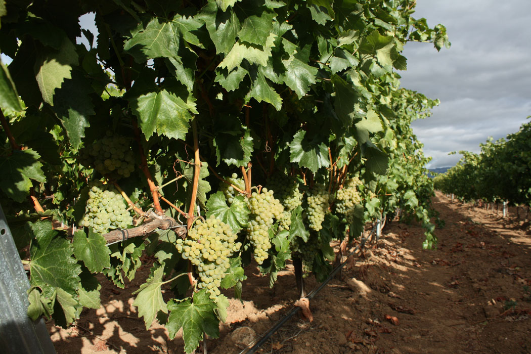 campo viejo weisse trauben - wein, getraenke Einblicke ins Wein-Business: Zu Besuch bei Campo Viejo in La Rioja