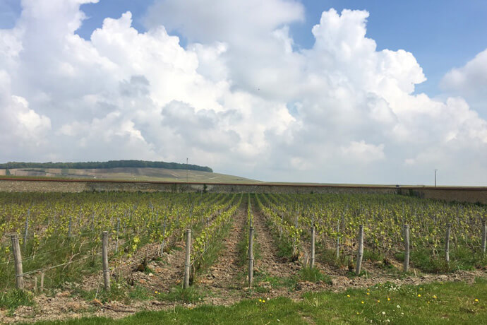 champagne wein - wein, getraenke, events Bericht aus der Champagne: Zu Besuch bei Duval-Leroy und Barons de Rothschild