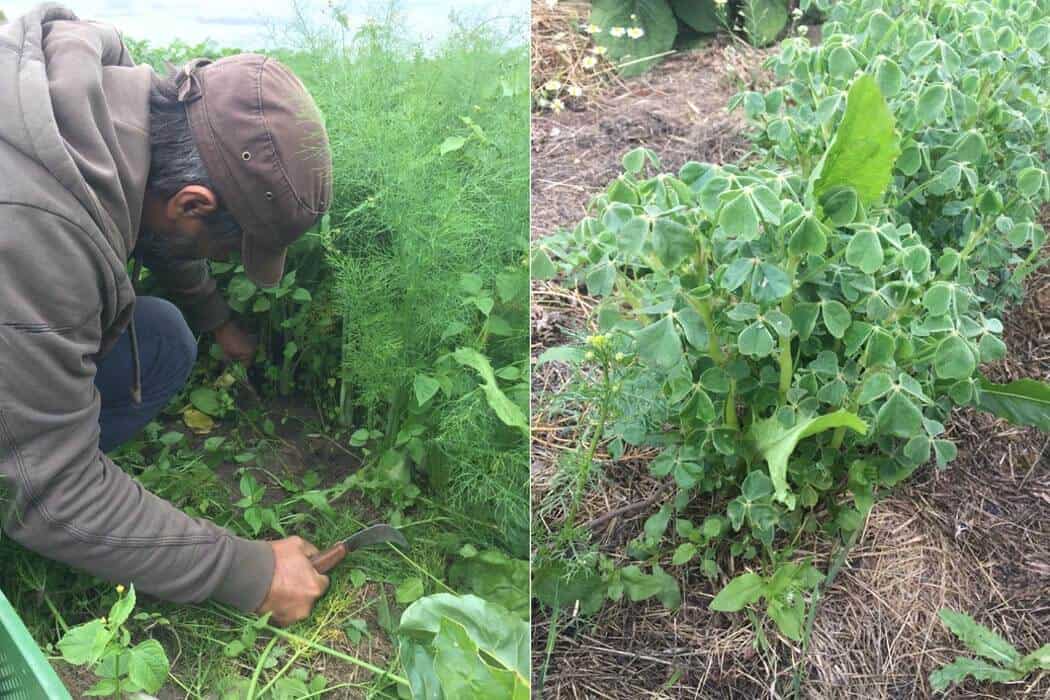 interviews-portraits, food-nomyblog Olaf Schnelle, Schnelles Grünzeug Dorow: „Ohne gute Böden geht gar nichts“ ernte - interviews-portraits, food-nomyblog Olaf Schnelle, Schnelles Grünzeug Dorow: „Ohne gute Böden geht gar nichts“