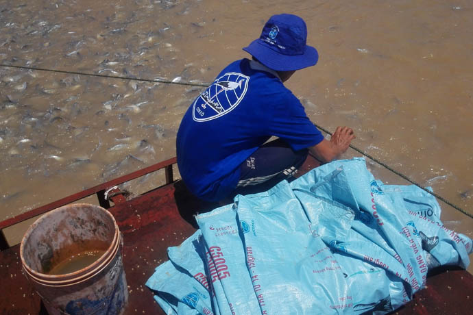 fischfütterung - food-nomyblog The swimming chicken: Einblicke in die vietnamesische Pangasius-Zucht