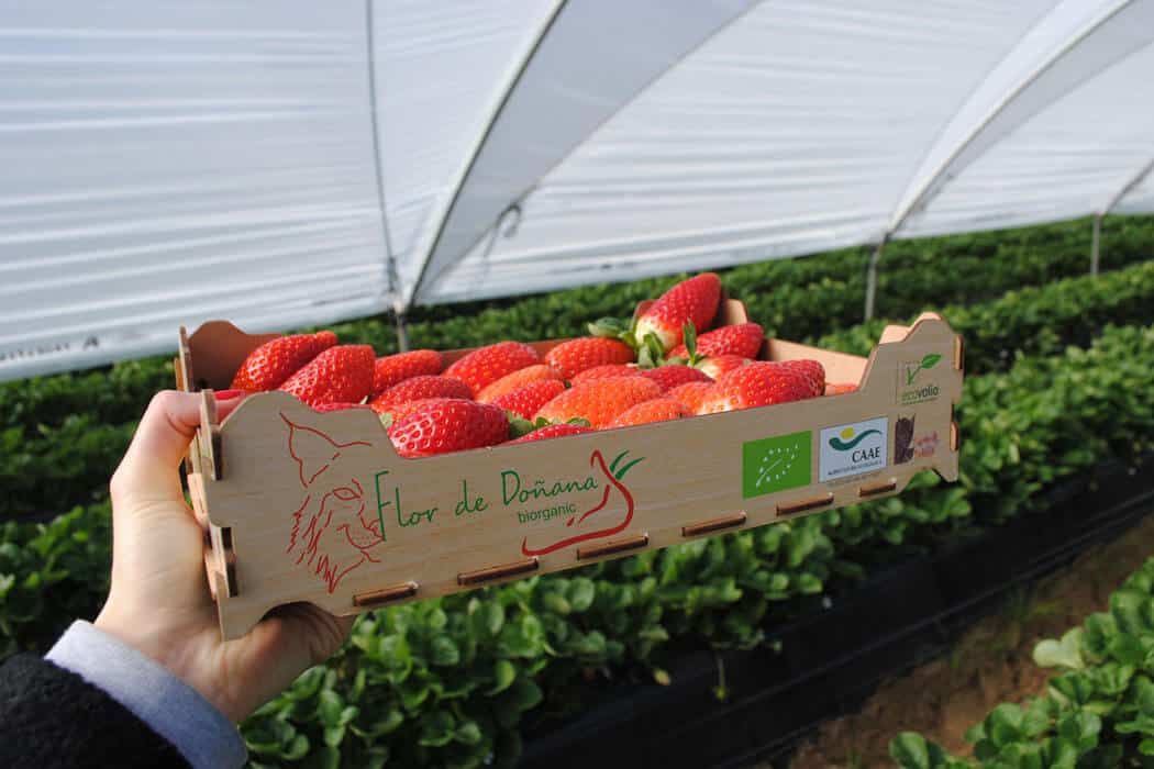 getraenke, gastronomie, food-nomyblog, events Food aus Andalusien, Teil 1: Flor de Doñana, Cinco Jotas und Bodegas Robles flor de donana erdbeeren - getraenke, gastronomie, food-nomyblog, events Food aus Andalusien, Teil 1: Flor de Doñana, Cinco Jotas und Bodegas Robles