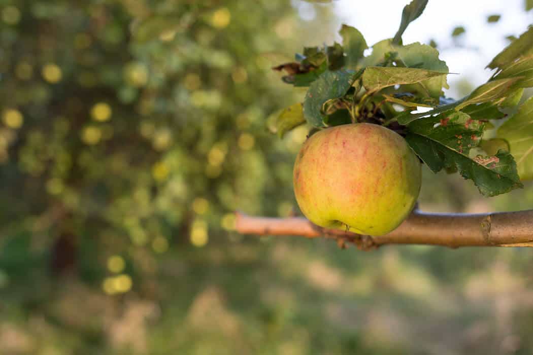 wein, getraenke, alkoholfreie-getraenke Saft, Schorle und Cider aus traditionellen Apfelsorten: Zu Besuch auf den Streuobstwiesen von Ostmost ostmost 1 - wein, getraenke, alkoholfreie-getraenke Saft, Schorle und Cider aus traditionellen Apfelsorten: Zu Besuch auf den Streuobstwiesen von Ostmost