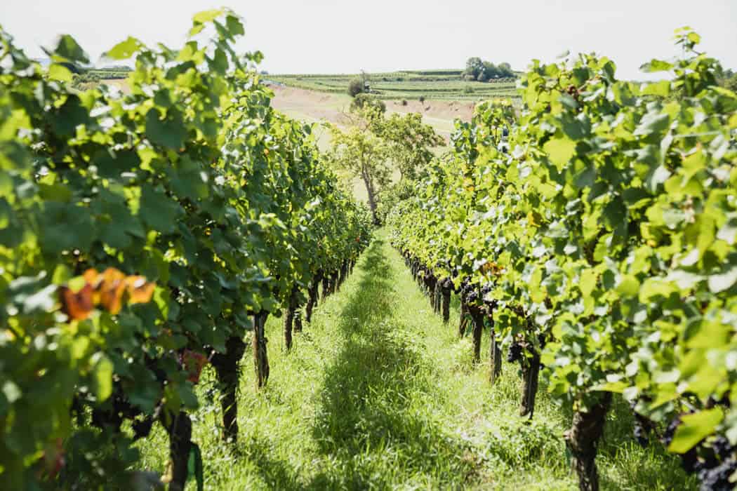 wein, spirituosen, getraenke, events Vom Schwarzwald in die Welt: die Erfolgs­geschichte von Belsazar reben - wein, spirituosen, getraenke, events Vom Schwarzwald in die Welt: die Erfolgs­geschichte von Belsazar