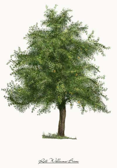 getraenke Für Drinks mit Geist: 3 Barobst-Bücher von Schladerer gewinnen rote williamsbirne baum - getraenke Für Drinks mit Geist: 3 Barobst-Bücher von Schladerer gewinnen