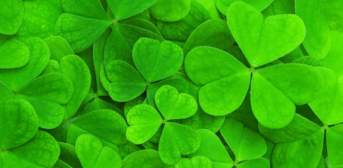 nomyblog Gewinnen: Limitierte St. Patricks Day-Edition von Jameson Whiskey shutterstock 19504168 - nomyblog Gewinnen: Limitierte St. Patricks Day-Edition von Jameson Whiskey