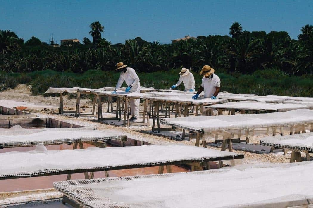 trocknung - food-nomyblog, events Das weiße Gold von Es Trenc, Mallorca: Wie in handwerklicher Arbeit kostbare Salzkristalle entstehen