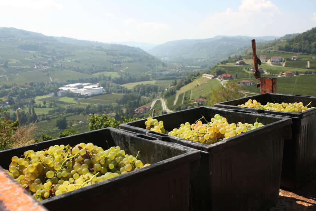 weinernte - wein, getraenke, events Im Piemont probiert, jetzt in Deutschland erhältlich: Die Martini-Spumante Prosecco DOC, Brut und Rosé Extra Dry